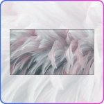 Фотообои Luxury Walls AM00605 "Перья" 500х270