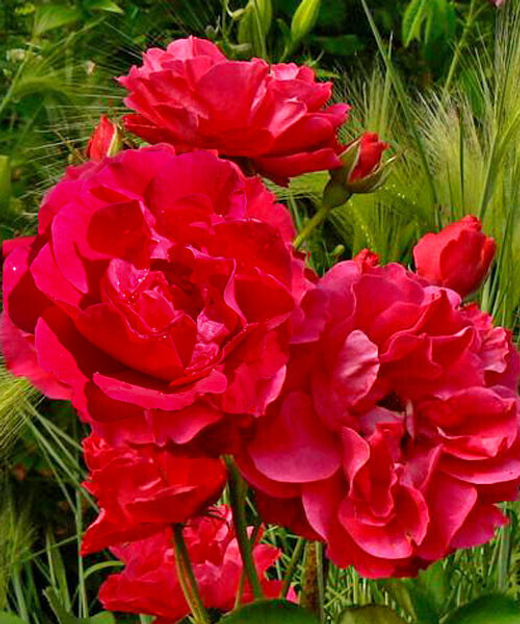 Роз канадскаяа Морден Аморетт С4 Закупка М43 июнь 2026