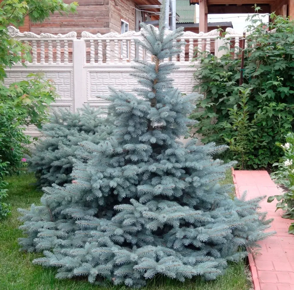 Ель колючая Супер Блю Сидлинг 100-120 см Закупка М66 апрель 2026