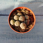 Lithops sp. (Литопсы)