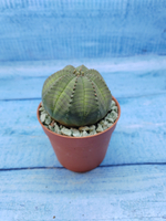 Euphorbia Obesa (Эуфорбия)