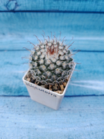 Mammillaria Bombycina (Маммилярия)