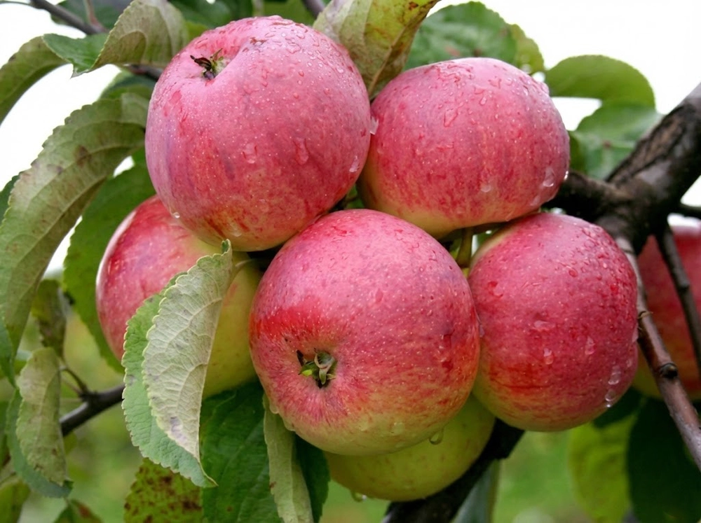 Саженец яблони «Боровинка» (Осенний старинный сорт, Неубиваемая)