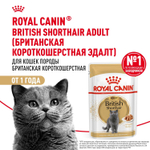 Royal Canin British Shorthair Adult Корм консервированный в соусе для взрослых кошек 85г