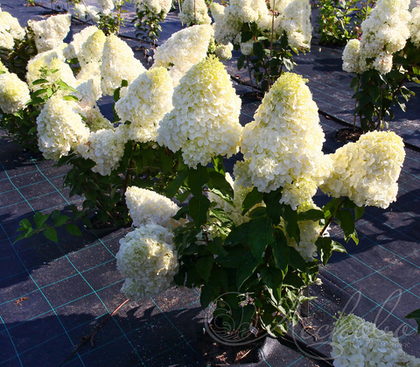Гортензия метельчатая Polar Bear