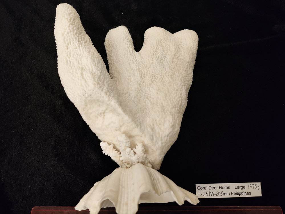 Коралл белый "Олений Рог " 150- 285мм