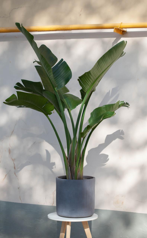 Стрелиция Николая 27/170