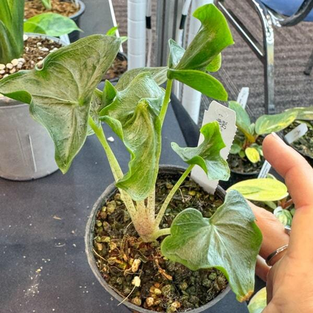 Алоказия HOLY GRAIL