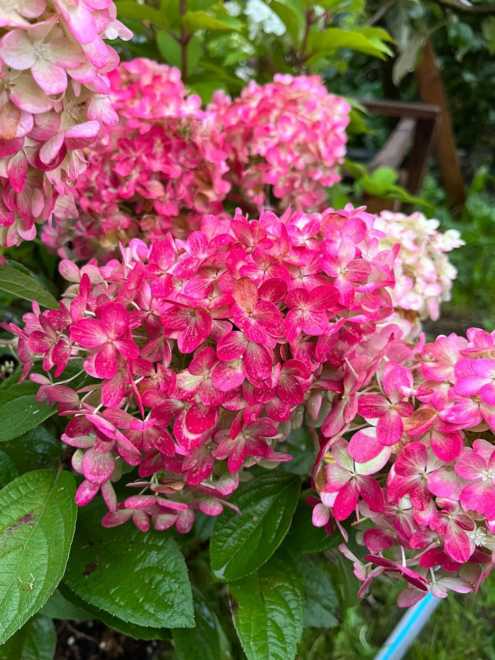 Гортензия метельчатая Пантеон (Hydrangea paniculata PanTheon)