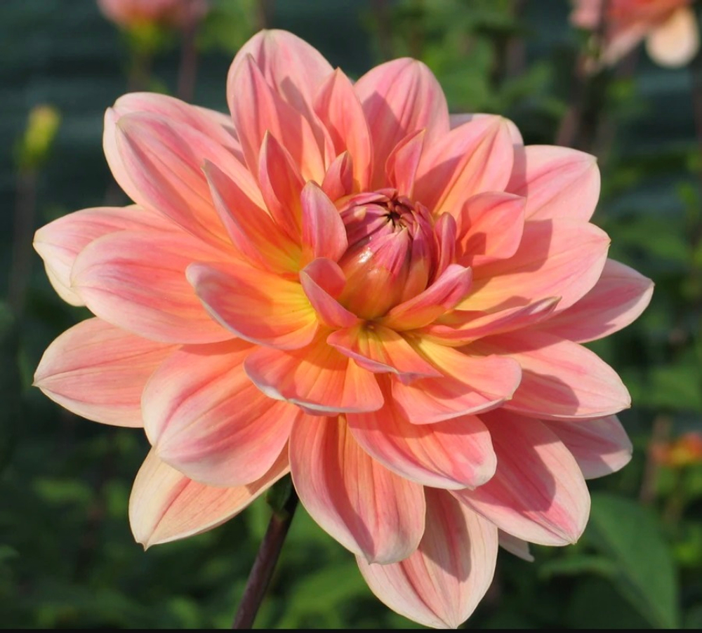 Георгин Ювон Гирлинг (Yvone Gerlings)