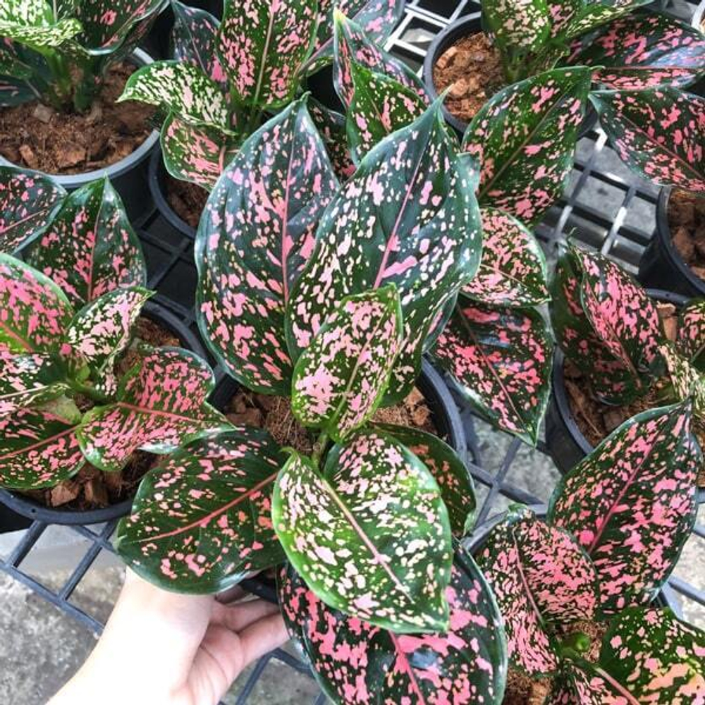 Аглаонема PINK DALMATIN