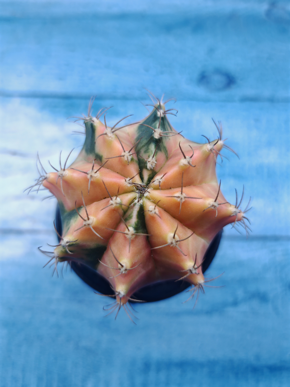 Gymnocalycium Variegata (Гимнокалициум Вариегатный)