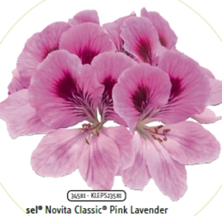 Пеларгония королевская Novita classic Pink Lavender ЕВРО укорененный черенок ОКС