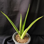 Сансевиерия SIAM GREEN VAR