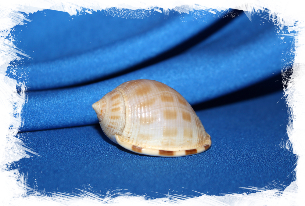 Касмария эринацеус вибексмексикана (Casmaria erinaceus vibexmexicana)