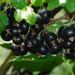 Саженцы смородины черной Титания