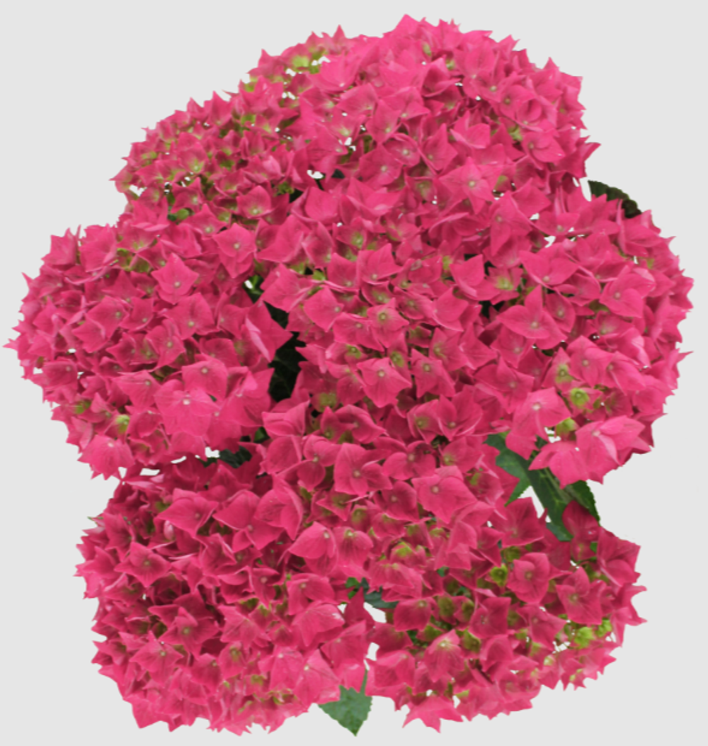 Vox Hero Pink ( Вокс Хиро Пинк) Р14 Европа 2026 НОВИНКА!