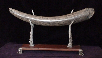 Бивень мамонта "Первобытный"