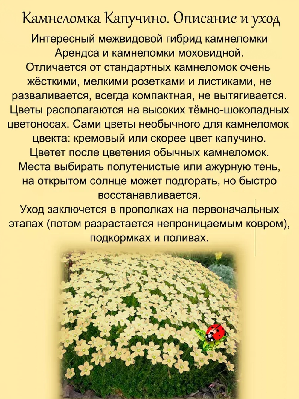 Камнеломка Капучино цветущая почвопокровная