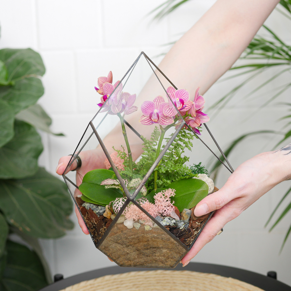 Готовый флорариум с орхидеей Грация