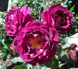 Роял Селебрейшн (Royal Celebration)