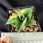 Сансевиерия PINGREN VAR