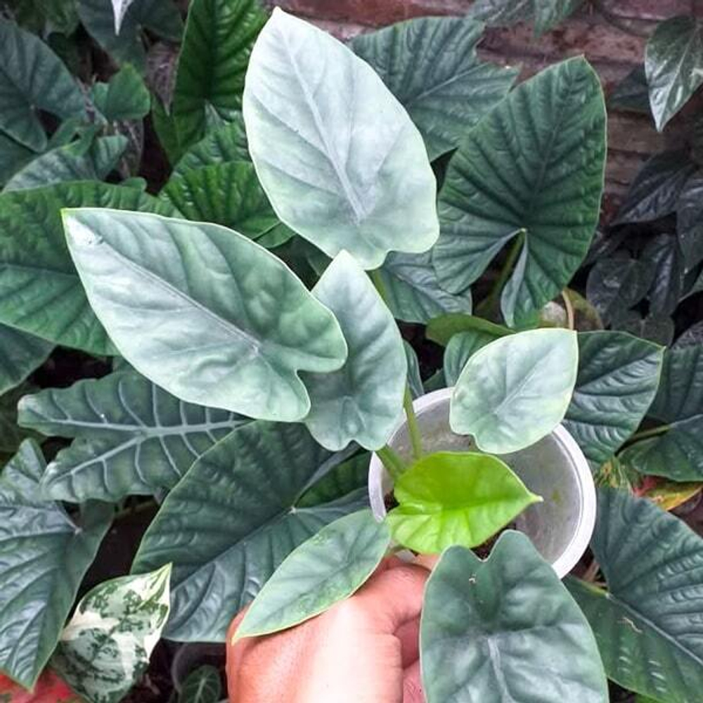 Алоказия LUKIWAN (А.SINUATA х А.ALBA) р.М