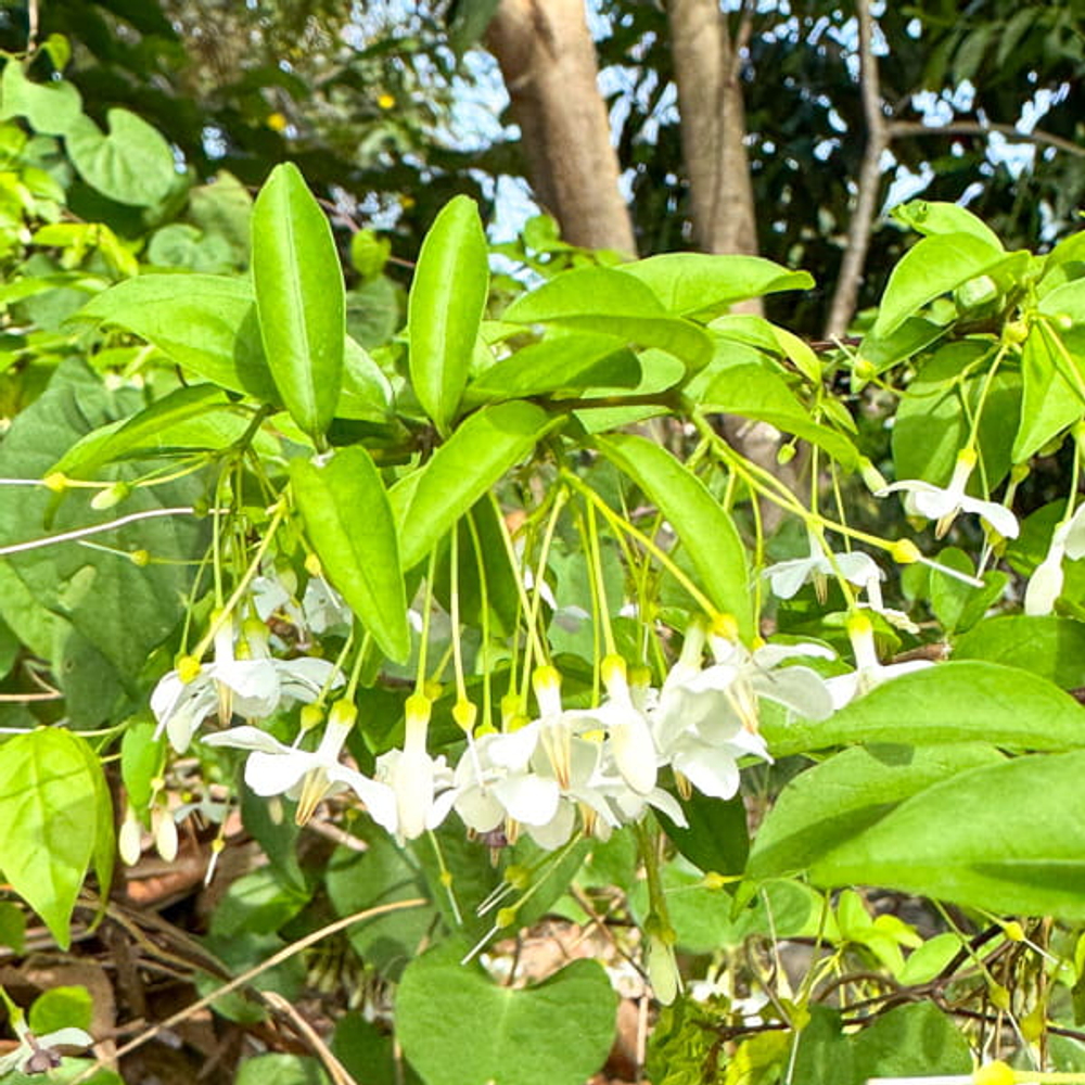 Райтия священная – Wrightia religiosa