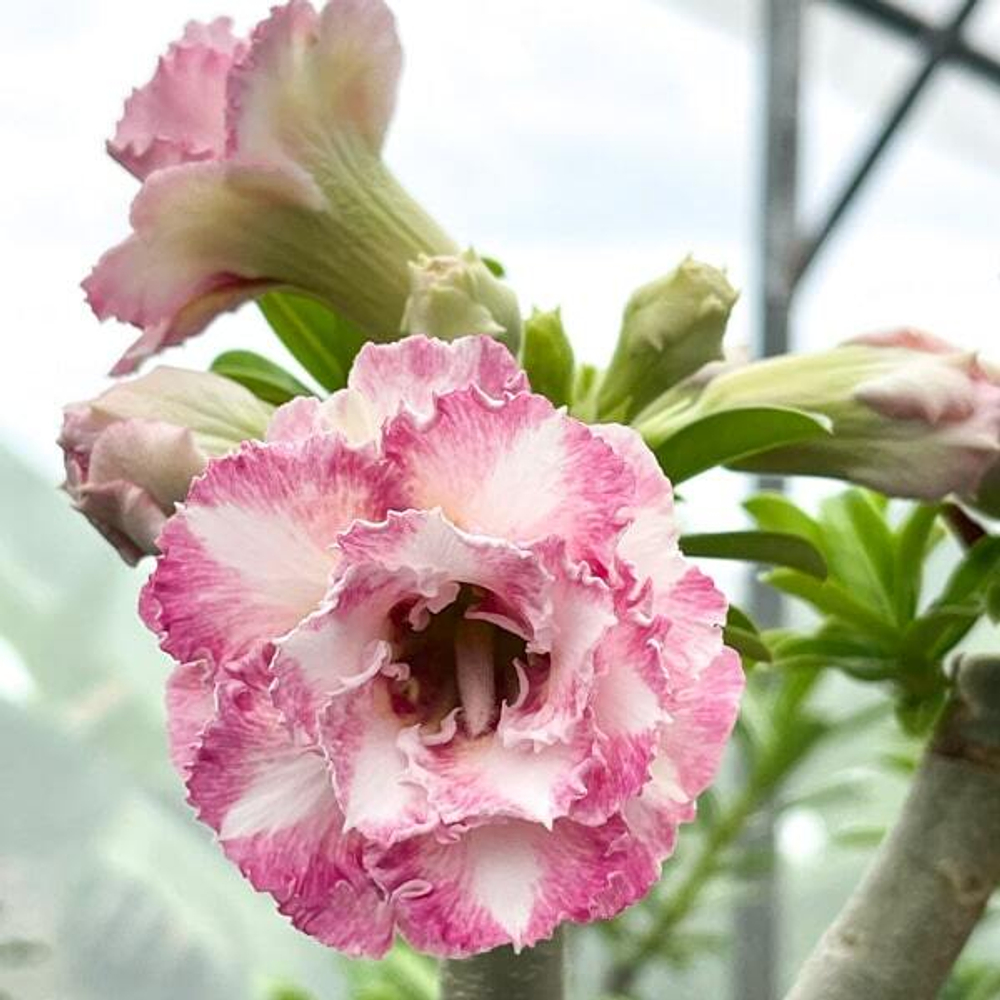 Адениум DARALA