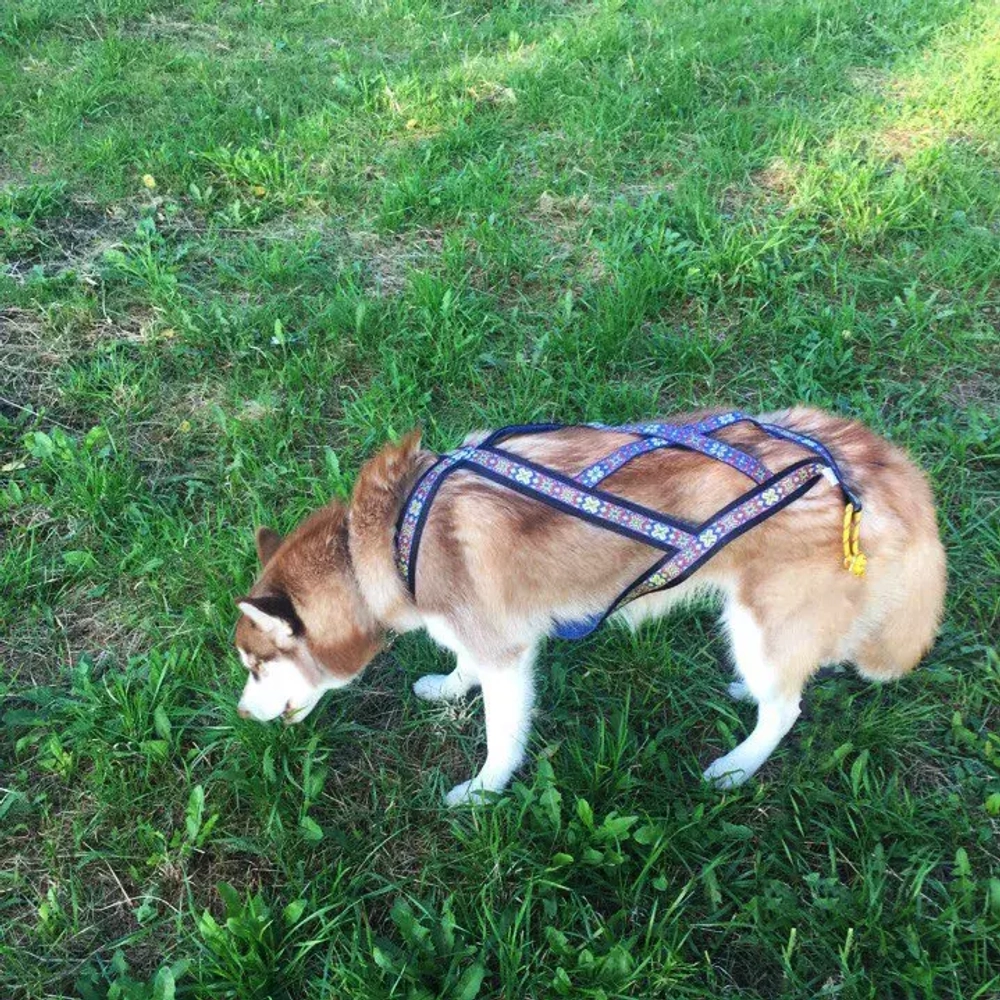 шлейка для ездового спорта коллекция подарис