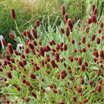 Кровохлебка гибридная Битлвингз С2