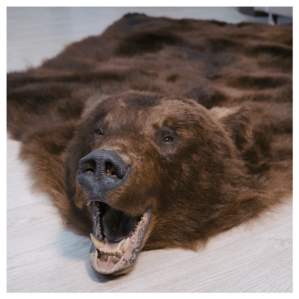 Шкура медведя «Бурый зверь»