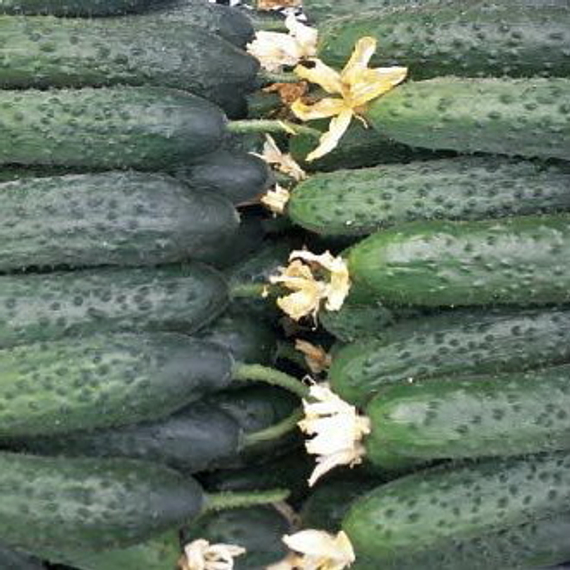 Габри F1 семена огурца партенокарпического (Sakata / ALEXAGRO) культура – фото 2