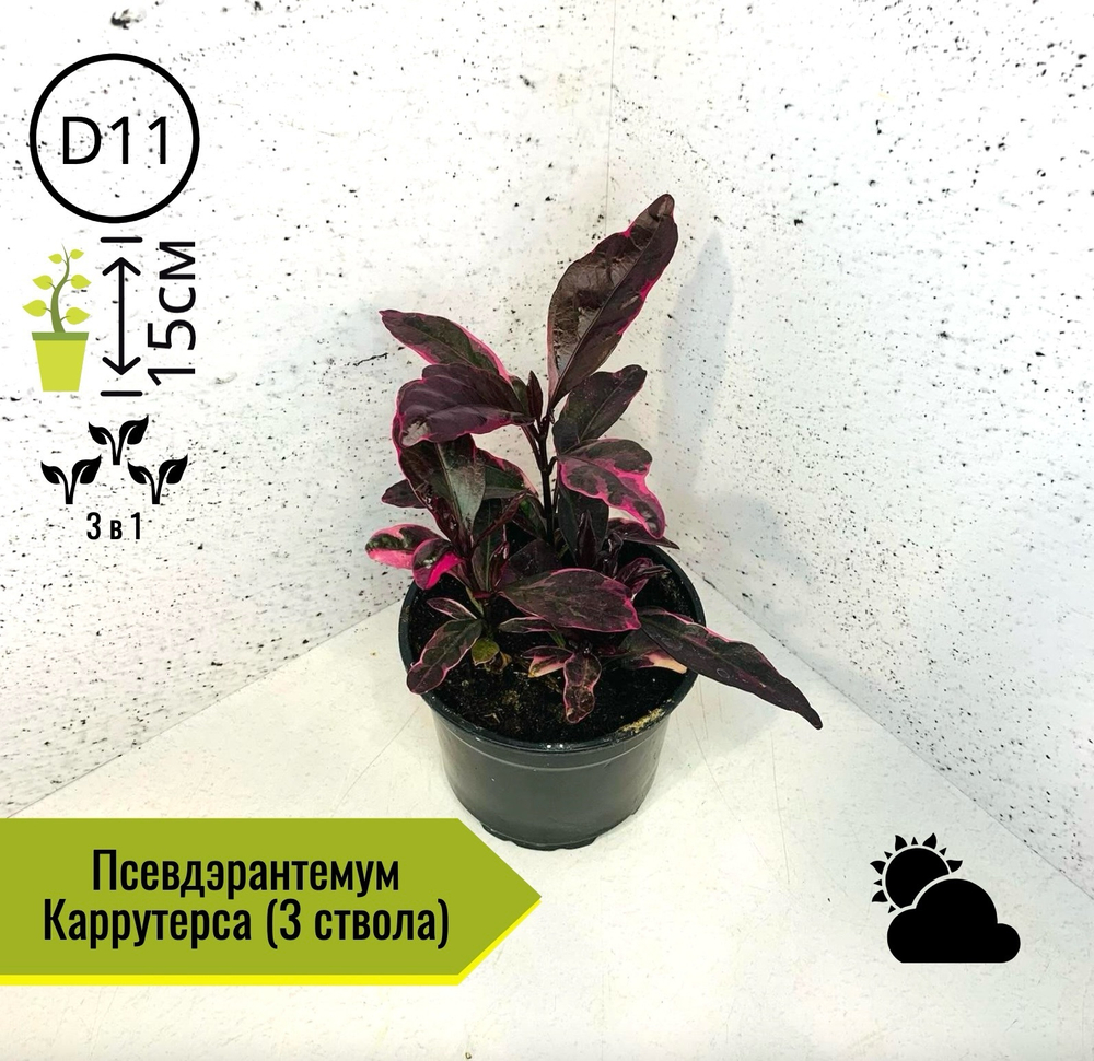 Псевдэрантемум Каррутерса 3в1 D11 H15