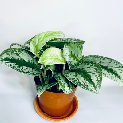 Сциндапсус "Сильвери Энн"