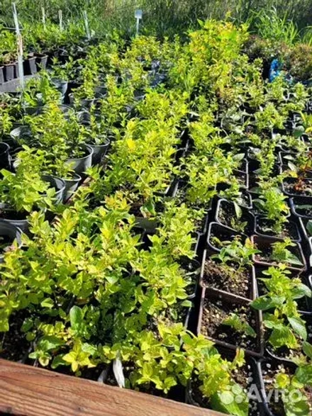 Спирея японская Литл Принсесс Р9