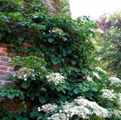 Гортензия черешковая (вьющаяся) Петиоларис (petiolaris)