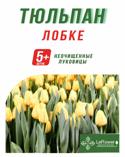 Тюльпан Луковица, Лобке, 5+шт
