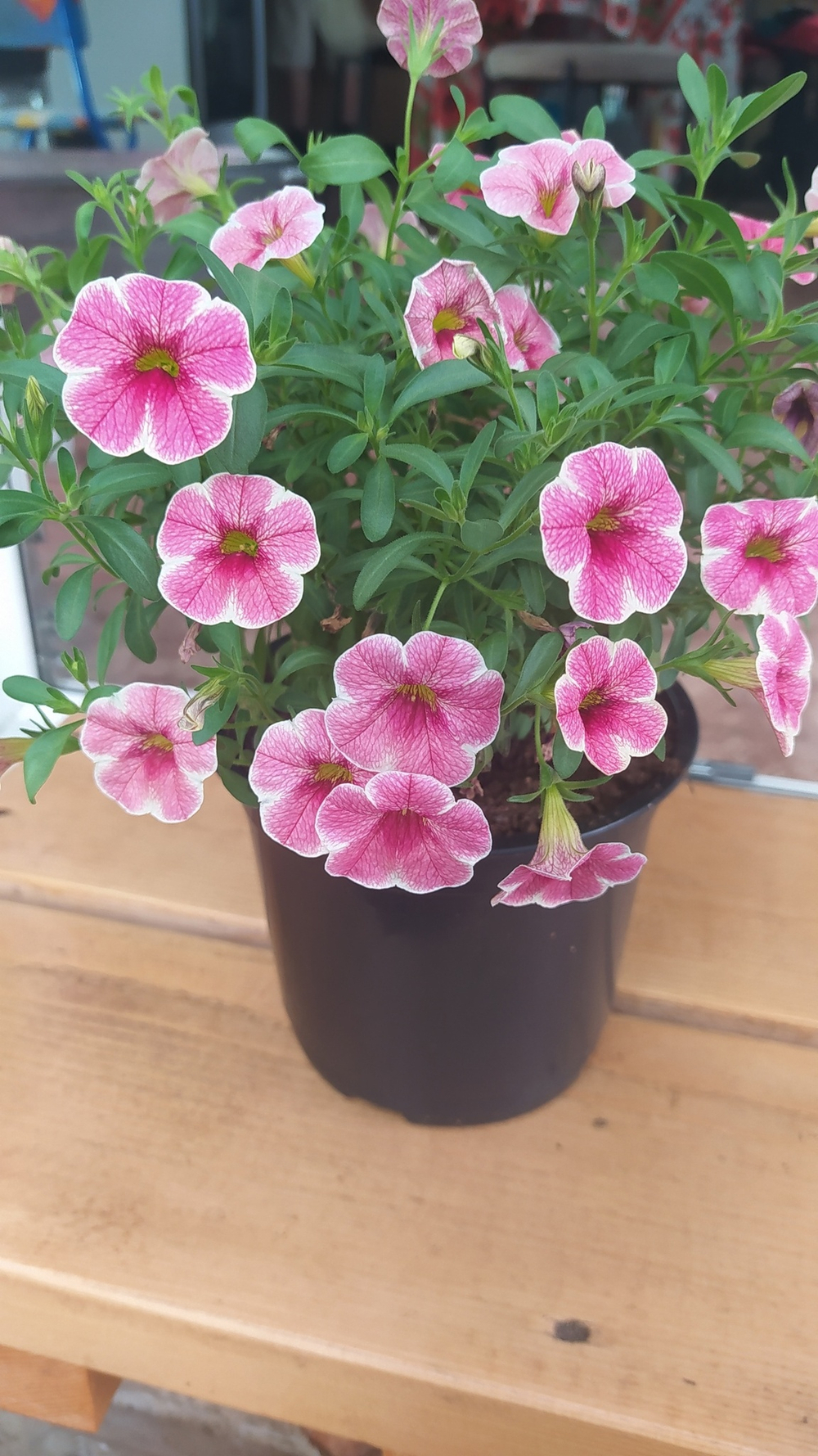 К4 Калибрахоа Colibri cherry lace