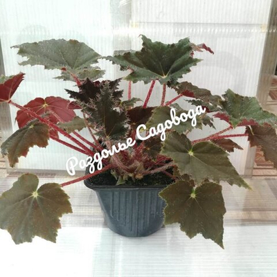 Бегония Блэк Мэджик