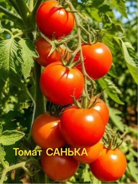 Томат Санька  25шт