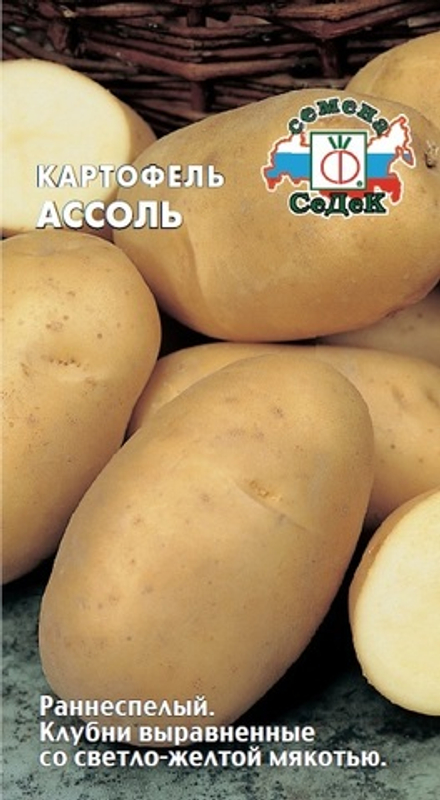 картофель Ассоль