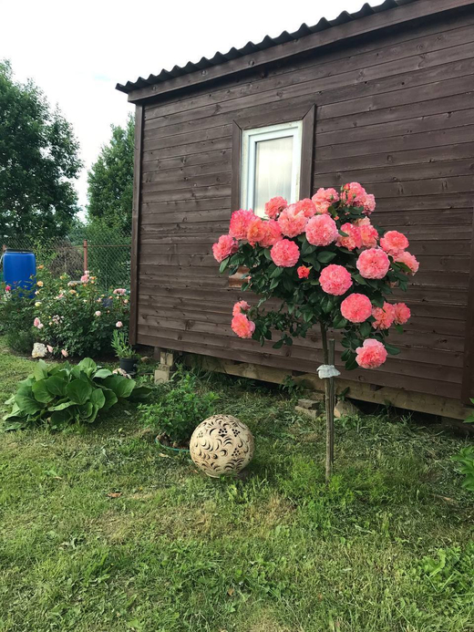 Роза Августа Луиза штамб 140 см. Закупка М21 весна 2026