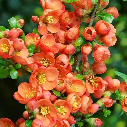 Айва "Оранж Трейл"