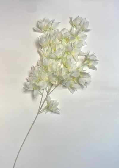 Сакура белая