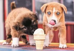 Puzzle - "500" - Ice cream time! / 500 px