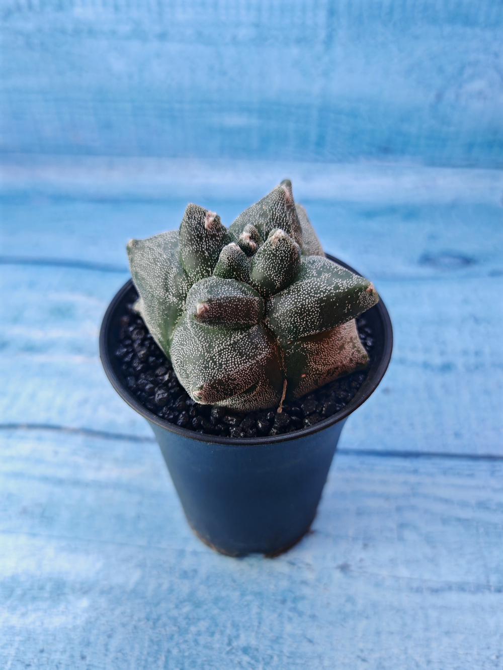 Astrophytum Myriostigma monstrosa (Астрофитум)