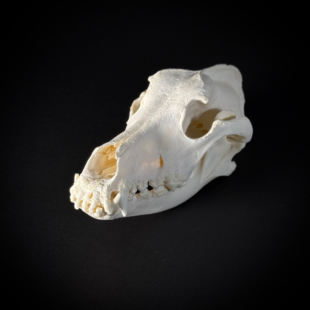 Череп собаки