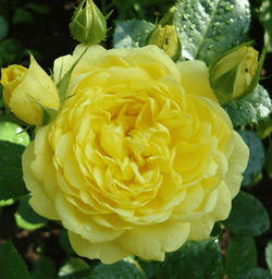 Анни Дюпрей (Anny Duperey)