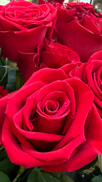 Букет микс роз 31 шт +медведь